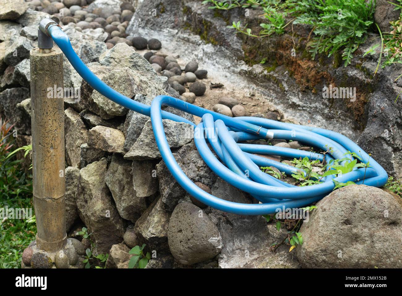 Hose pipe reel for watering plants in the garden Stock Photo Alamy
