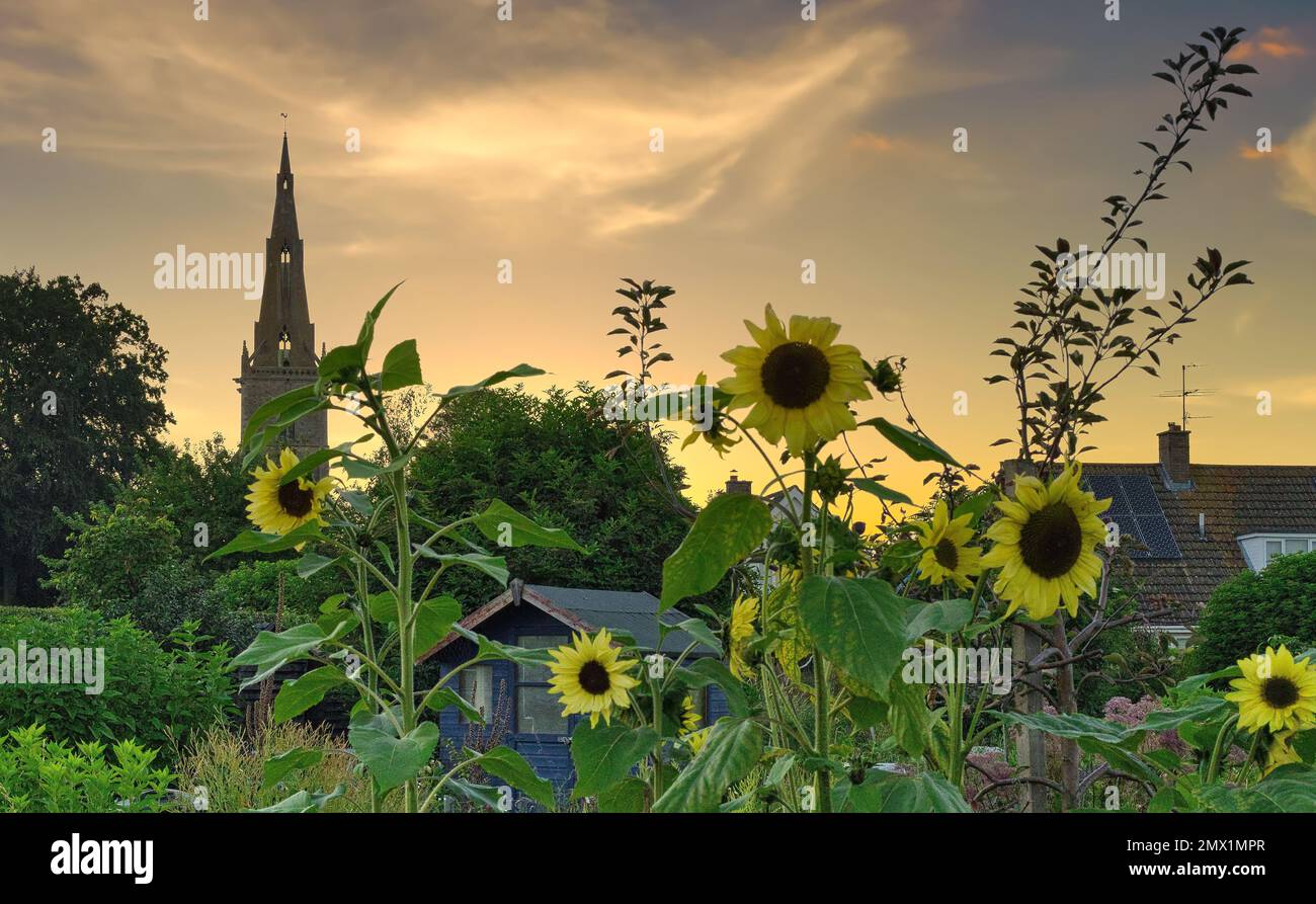 Sharnbrook, Bedfordshire, England, UK - Sunset at village allotment with sunflowers, shed and St Peter's church tower Stock Photo