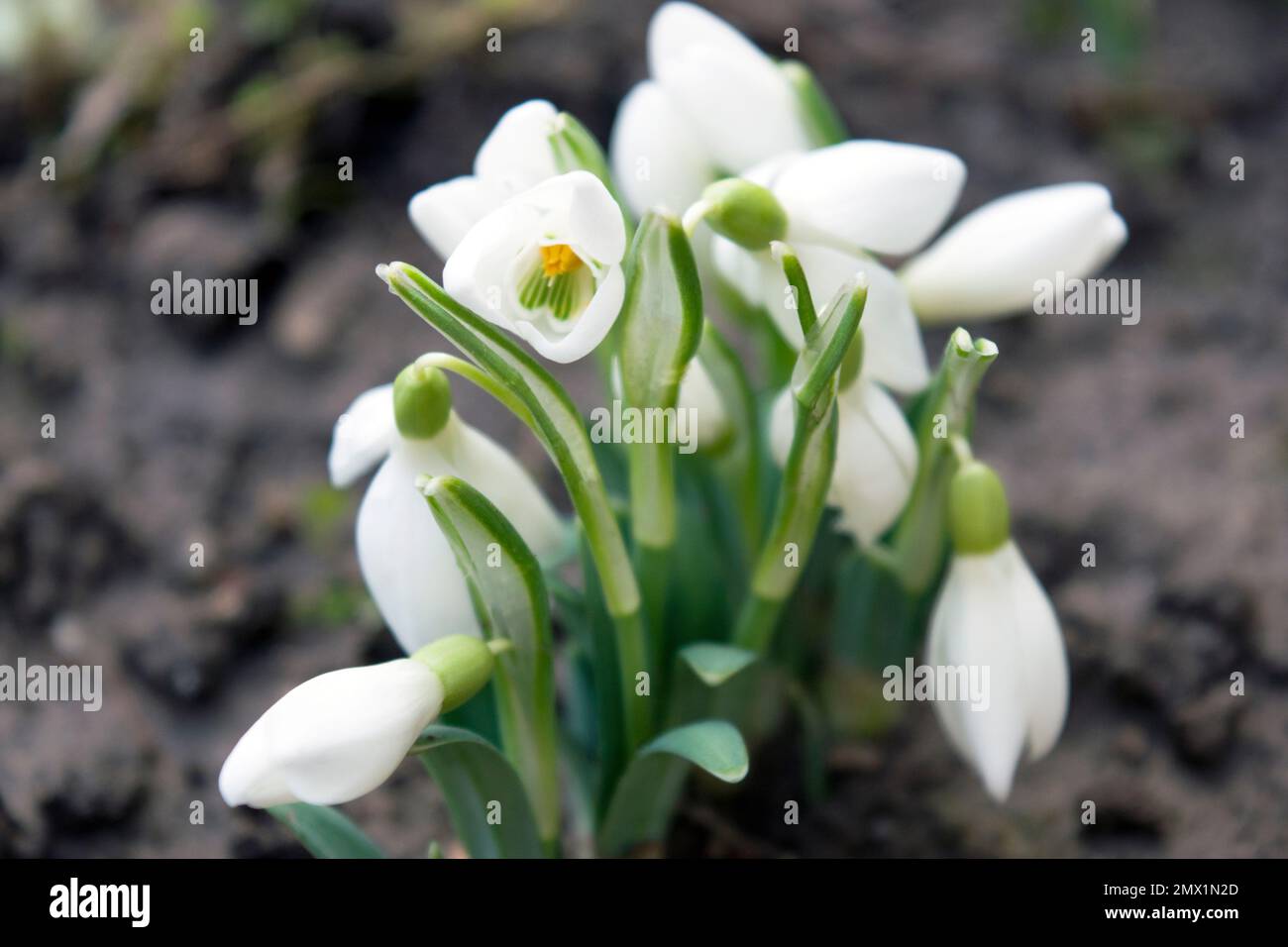 Fragile snowdrops, a widely cultivated bulbous European plant that bears drooping white flowers during the late winter. Stock Photo