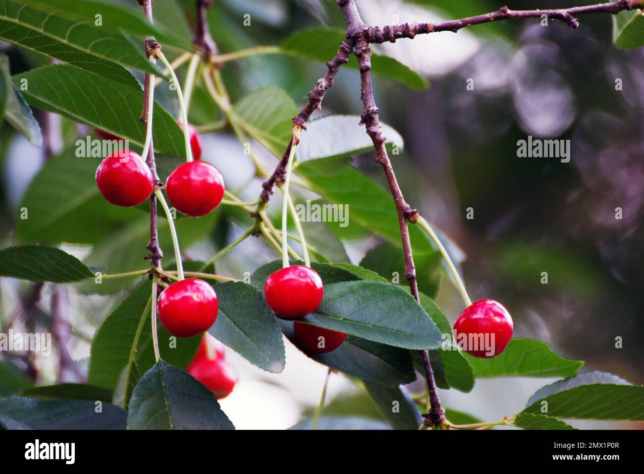 Sour cherries in tree, fruits related to sweet cherries, with darker