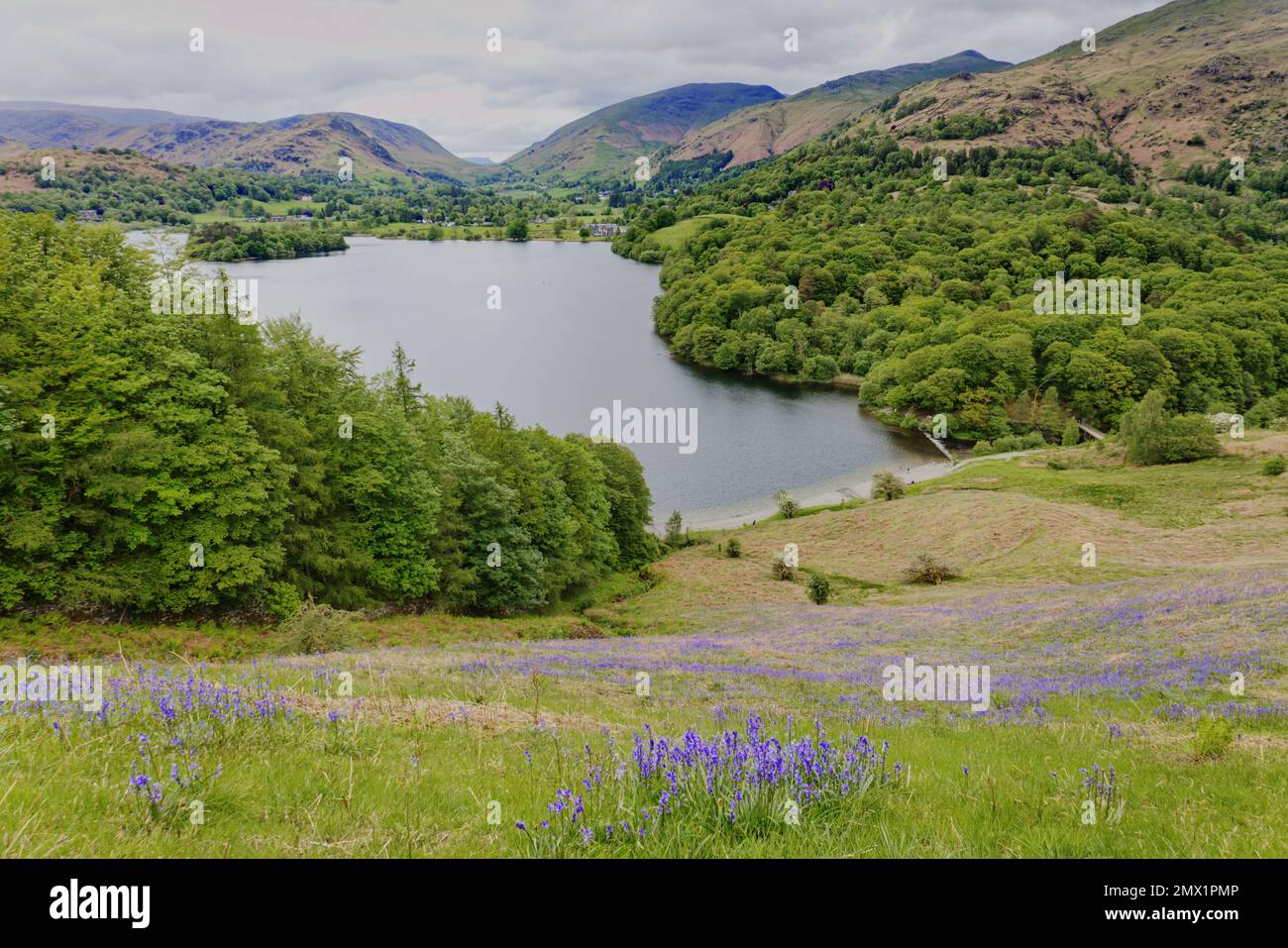 Lake District, Cumbria, UK - View from the Elterwater to Grasmere footpath in spring looking down a grassy bank covered in bluebells to Grasmere lake Stock Photo
