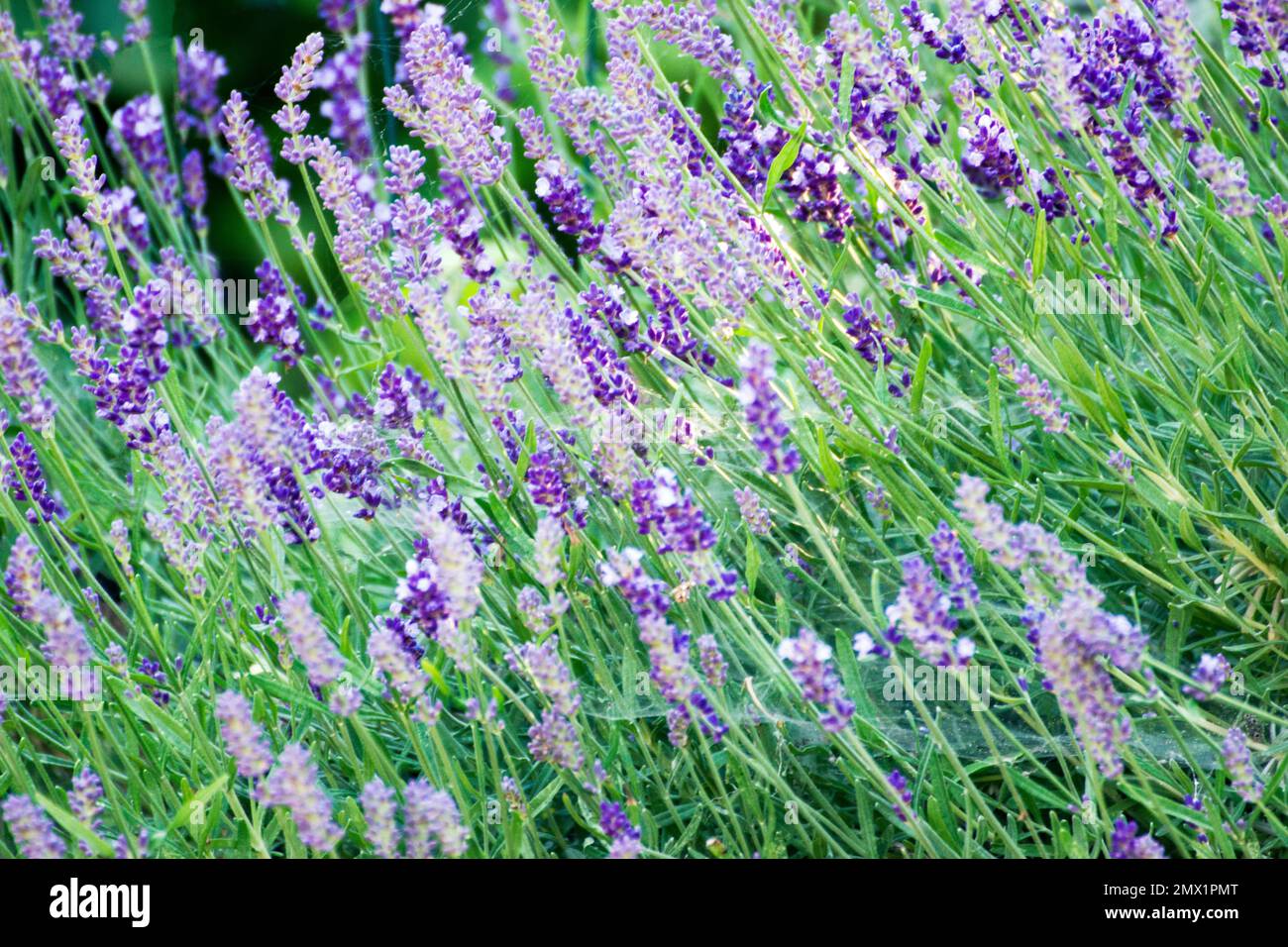 Lavender crop, cultivated for garden and landscape use, as culinary herbs, and for the extraction of essential oils, used in traditional medicine. Stock Photo