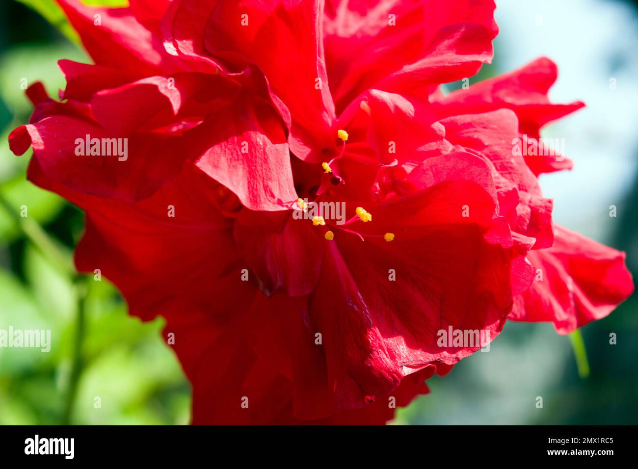 Beautiful ornamental flower in the summer time: Hibiscus rosa-sinensis, known as Chinese hibiscus, China rose, Hawaiian hibiscus, rose mallow. Stock Photo
