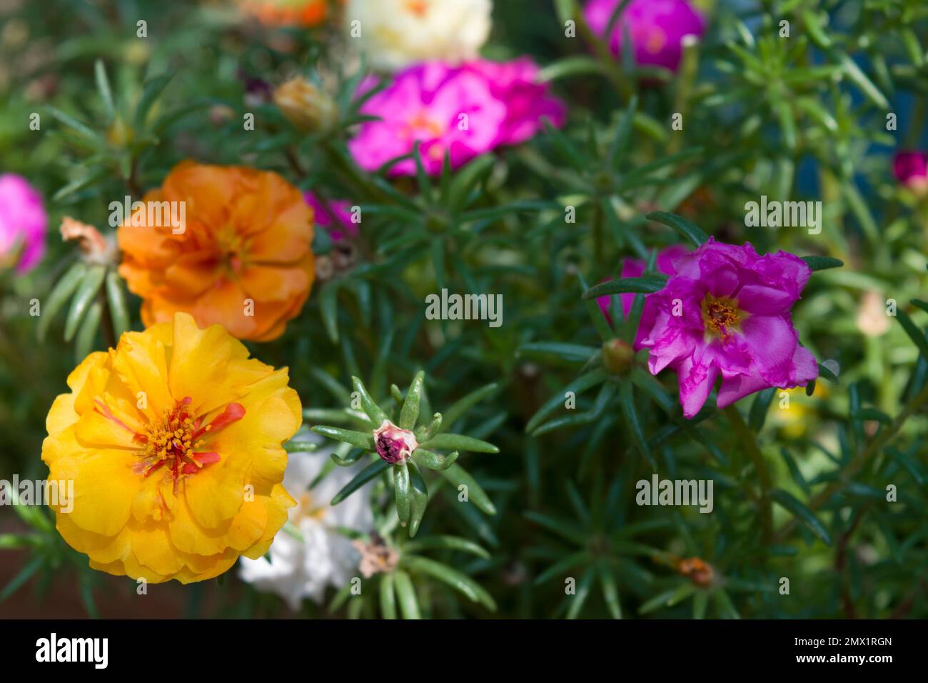 Portulaca grandiflora, a flowering plant cultivated in gardens. Common names  include rose moss, eleven o'clock, Mexican,  moss, sun rose, rock rose. Stock Photo