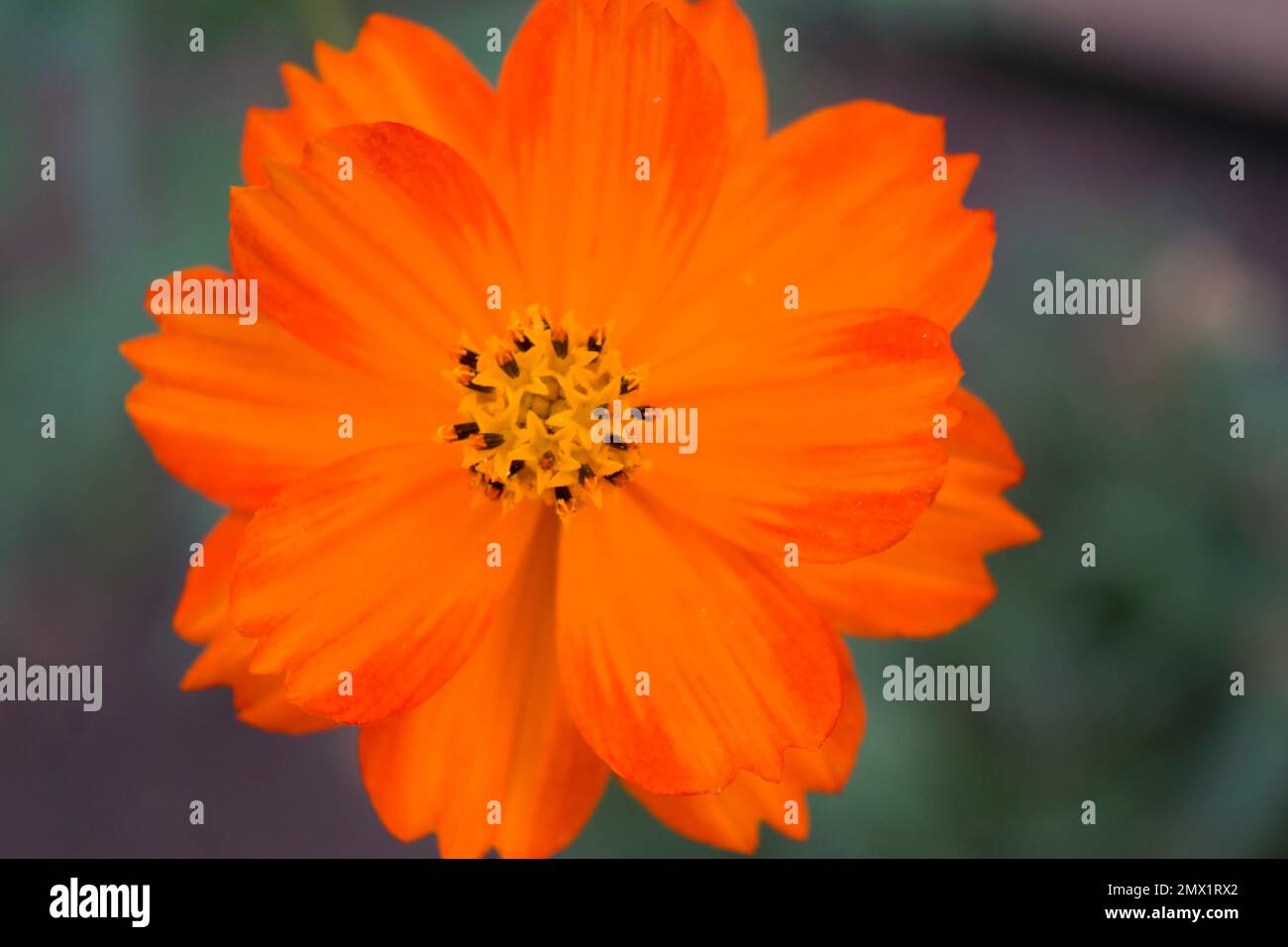 Beautiful orange flower profile, in close up photograph. Sulfur cosmos is an ornamental plant of