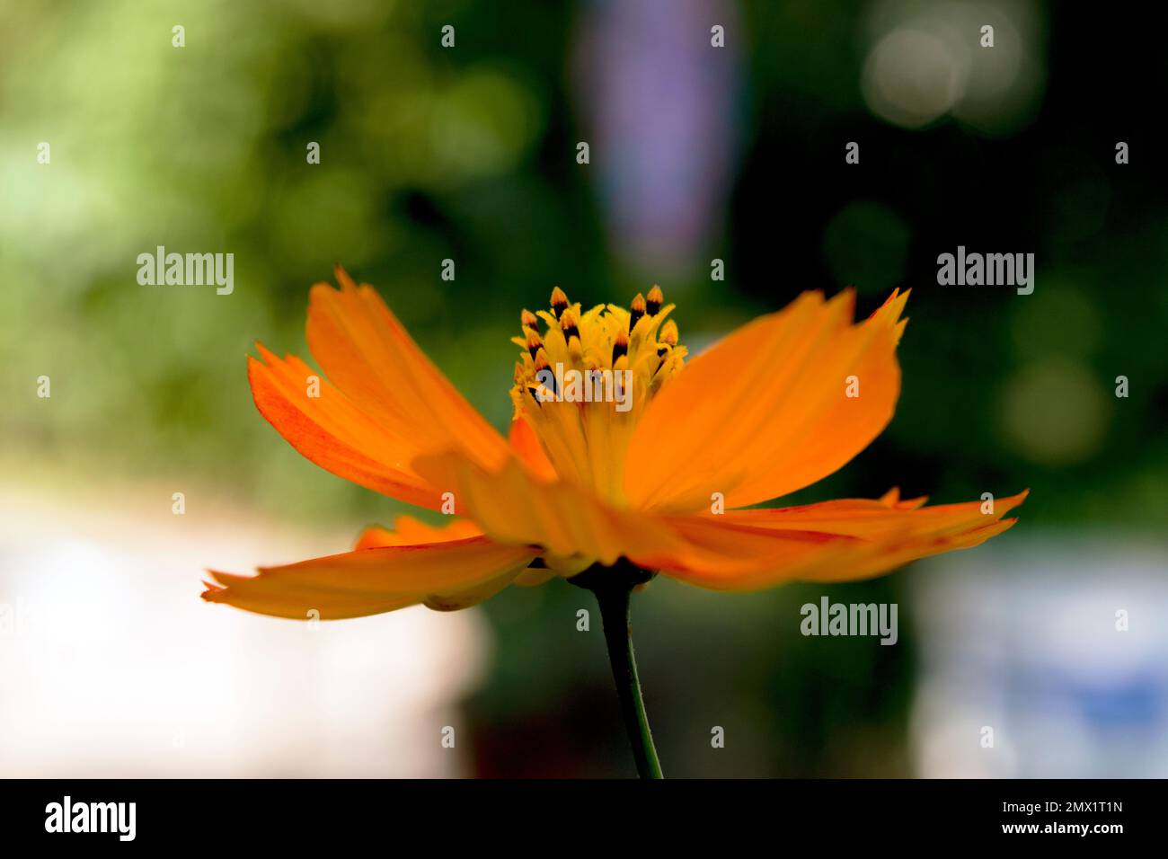 Beautiful orange flower profile, in close up photograph. Sulfur cosmos is an ornamental plant of the daisy family attracting bees and butterflies. Stock Photo