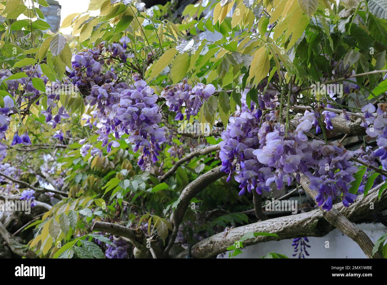Elterwater, Lake District, Cumbria, England, UK - Close-up of wisteria plant in flower climbing up the front of a cottage Stock Photo