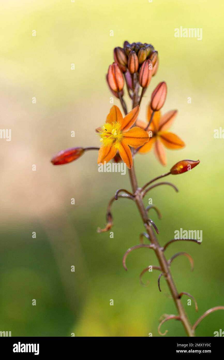 Close up view of the beautiful Bulbine frutescens wildflower. Stock Photo