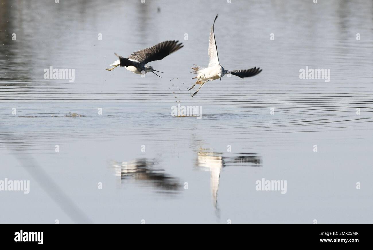 Haikou. 30th Jan, 2023. Common greenshanks fly over the water in Dongzhaigang National Nature Reserve in south China's Hainan Province, Jan. 30, 2023. February 2 marks World Wetlands Day. A total of 32,036 water birds of 71 species were observed during a latest annual survey of water birds wintering in Hainan. Among them, 201 black-faced spoonbills were recorded, the highest number since the survey of wintering water birds began in 2003. Credit: Yang Guanyu/Xinhua/Alamy Live News Stock Photo