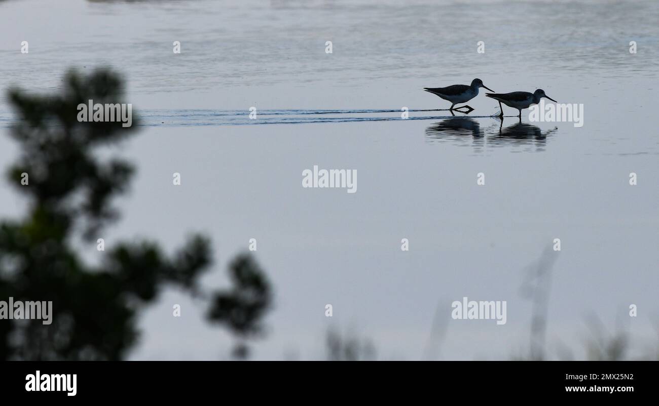 Haikou. 30th Jan, 2023. Common greenshanks forage in Dongzhaigang National Nature Reserve in south China's Hainan Province, Jan. 30, 2023. February 2 marks World Wetlands Day. A total of 32,036 water birds of 71 species were observed during a latest annual survey of water birds wintering in Hainan. Among them, 201 black-faced spoonbills were recorded, the highest number since the survey of wintering water birds began in 2003. Credit: Yang Guanyu/Xinhua/Alamy Live News Stock Photo