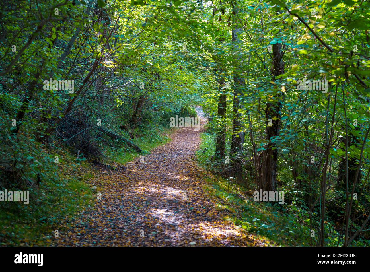 Path in the park of Lambro valley, Monza Brianza province, Lombardy, Italy, in October Stock Photo