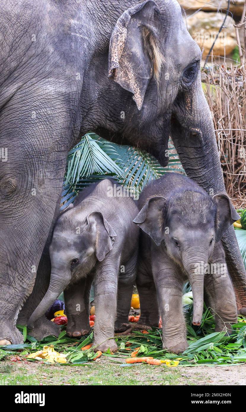 Leipzig, Germany. 02nd Feb, 2023. The elephant girl (l) and elephant ...