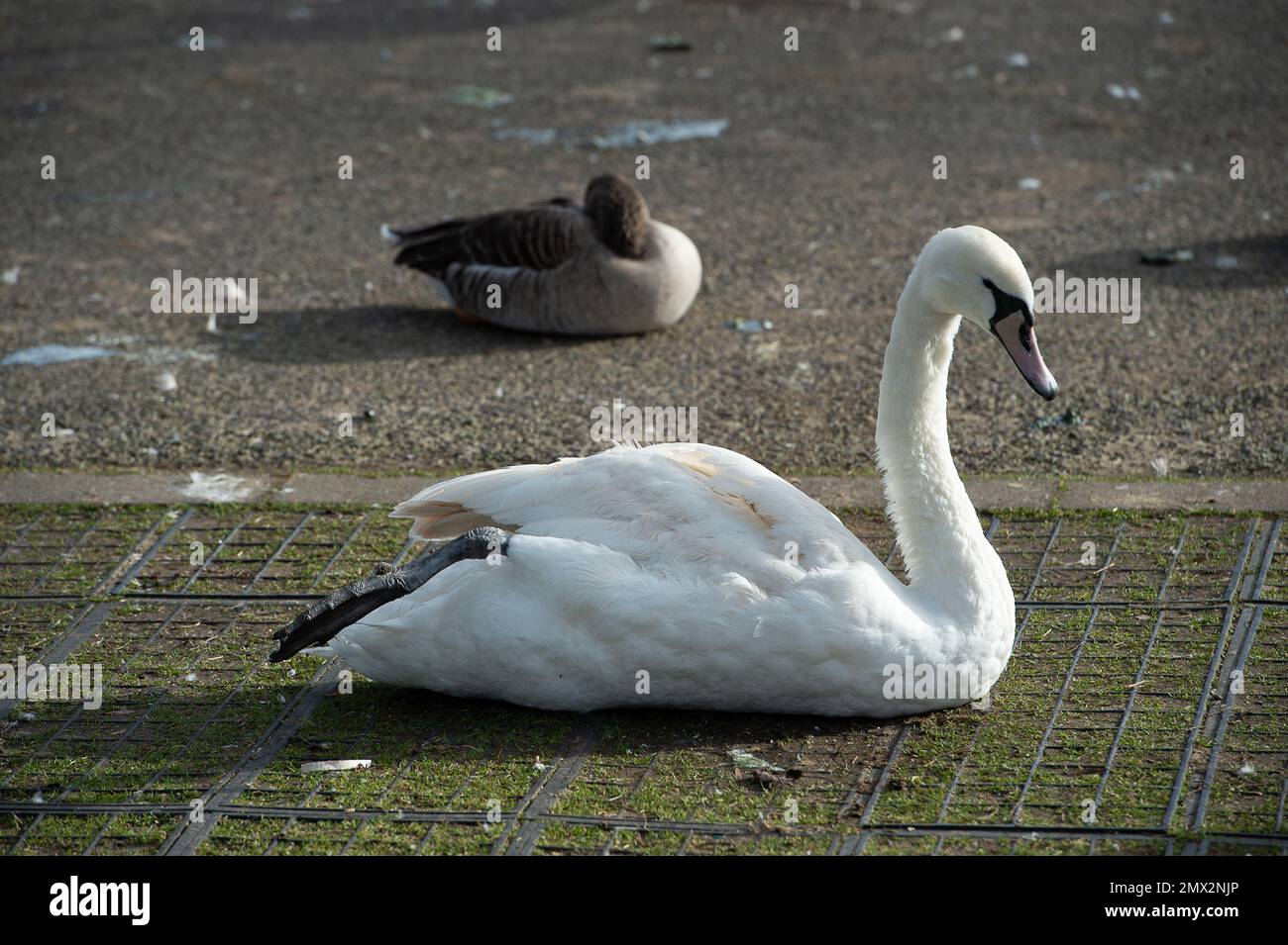 StainesuponThames, Surrey, UK. 2nd February, 2023. A swan showing