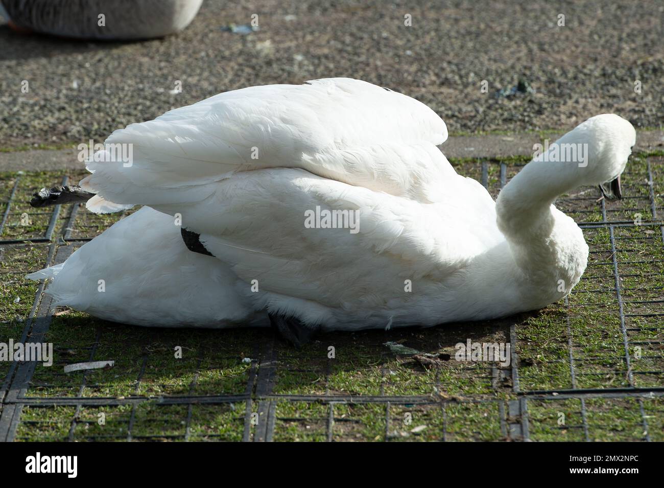 Swan carcus hi-res stock photography and images - Alamy
