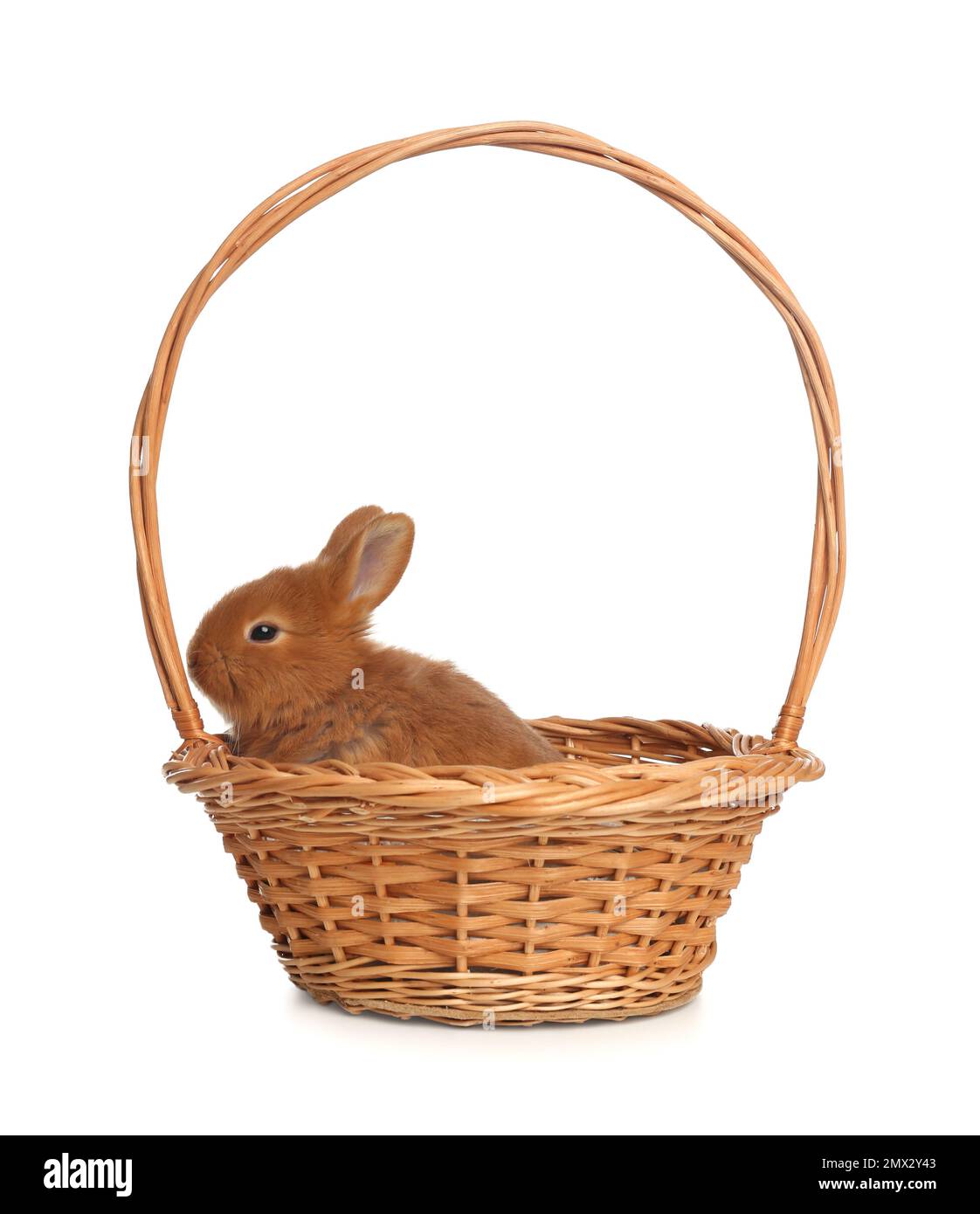 Adorable fluffy bunny in wicker basket isolated on white. Easter symbol ...
