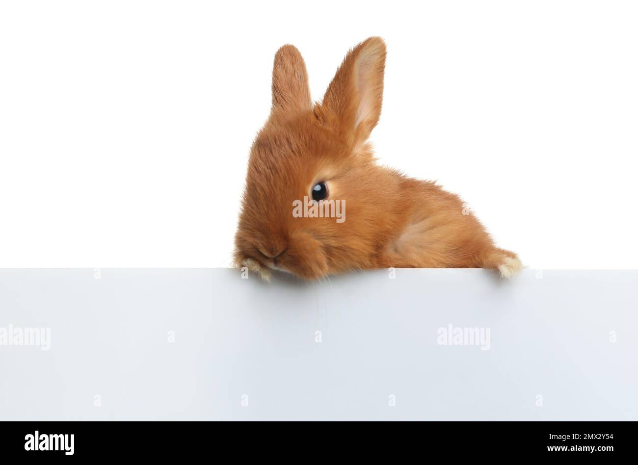 Adorable fluffy bunny on white background. Easter symbol Stock Photo ...