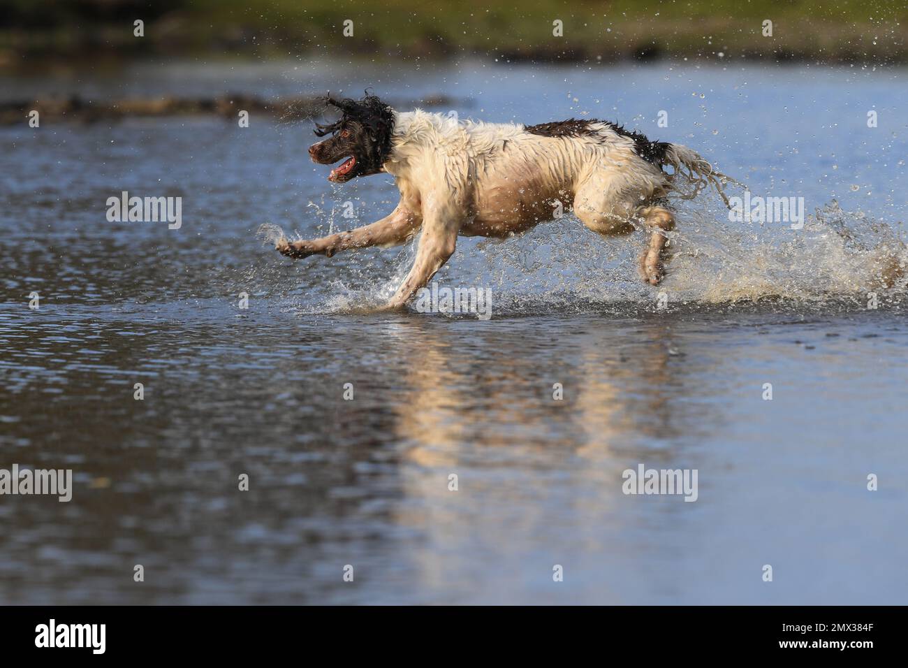 Very Active English Springer Spaniel action shots running, leaping  and jumping retrieving in a large pond in the New Forest Hampshire England. Stock Photo