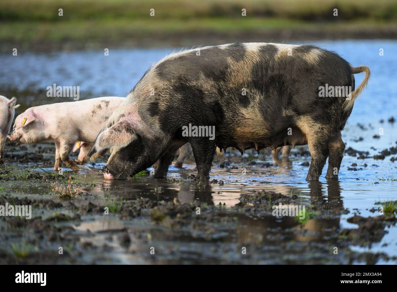 A large sow pig with her piglets drinking in the mud and water in the New Forest Hampshire England during pannage season when pigs are free to roam. Stock Photo