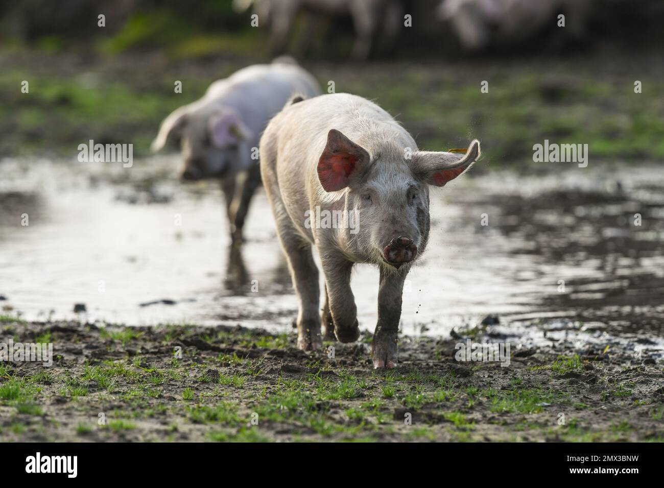 Playful piglets exploring the New Forest during pannage season, the piglets found a dogs ball and have been playing with it. Stock Photo