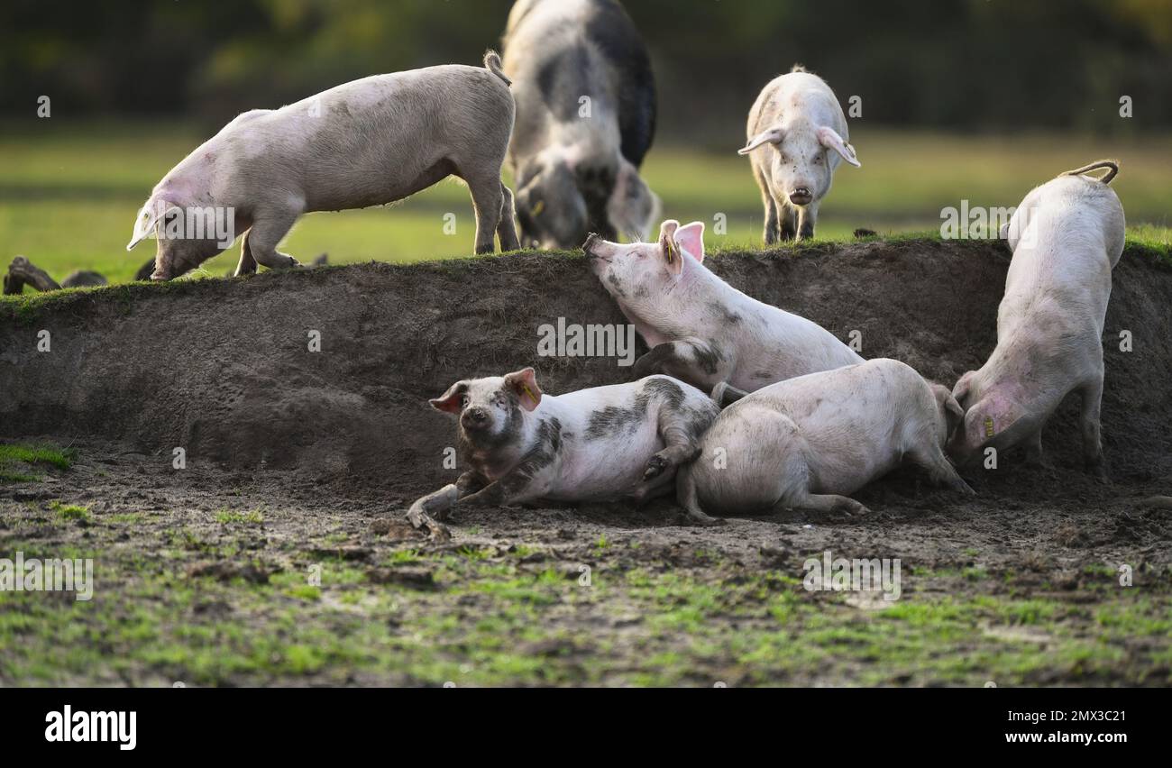 A group of piglets play and take mud baths in a mud bank during pannage season in the New Forest