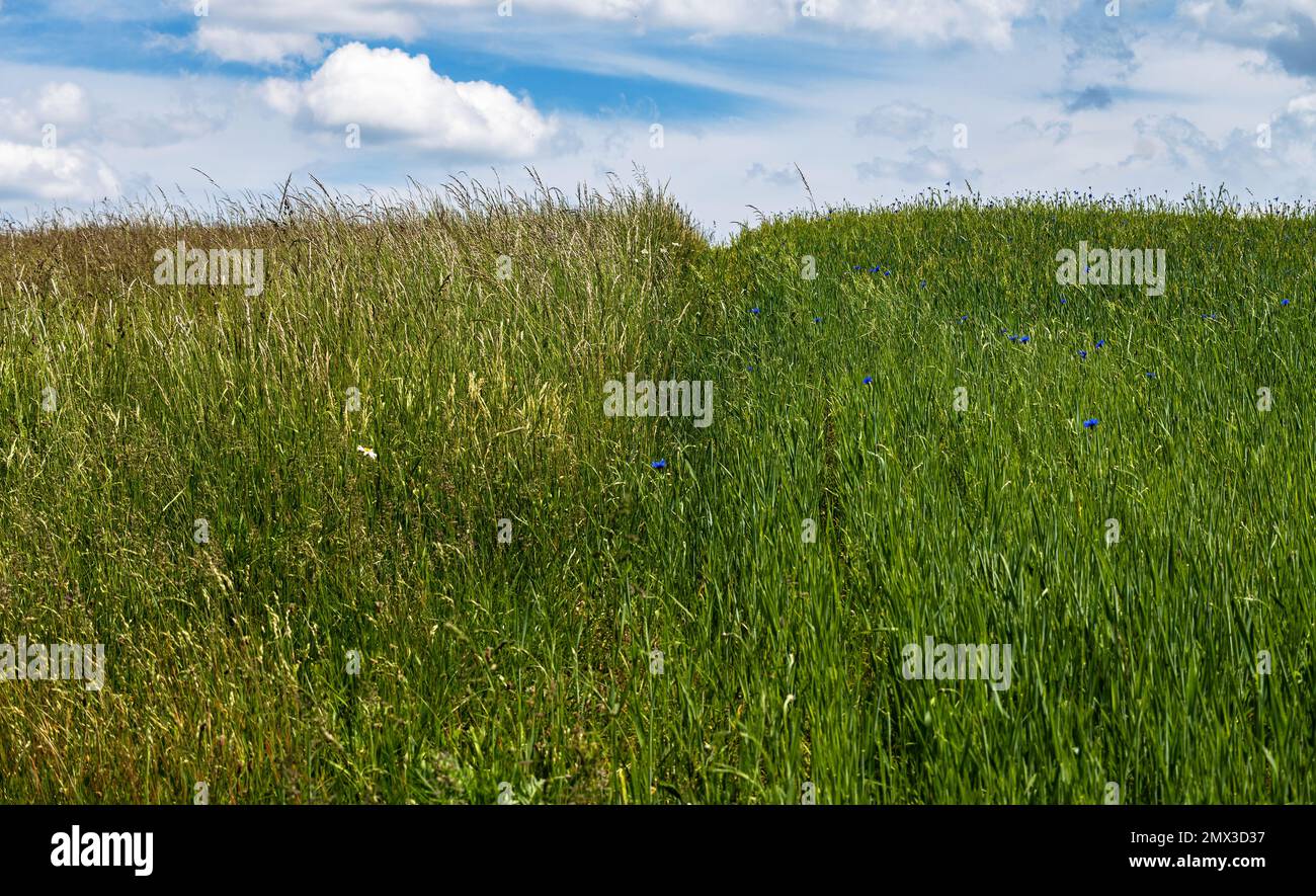Tall grass growing in field hi-res stock photography and images - Alamy