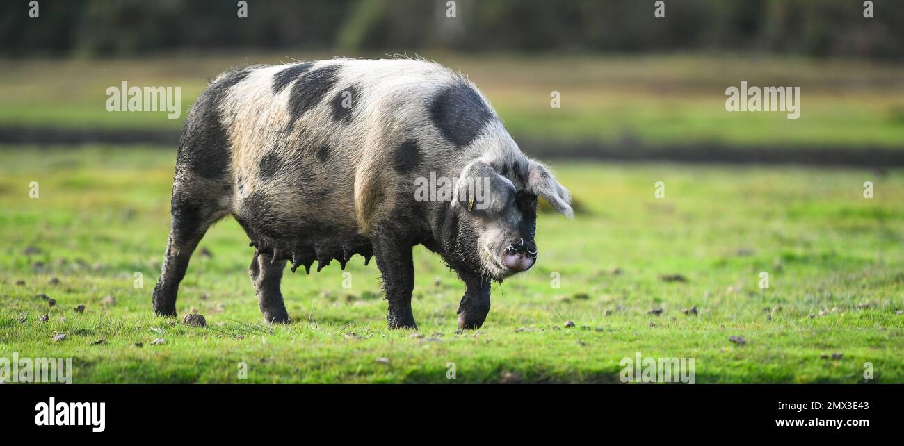 A large sow pig exploring the new forest during pannage season where pigs are free to roam and feed on fallen acorns which are poisonous to ponies. Stock Photo