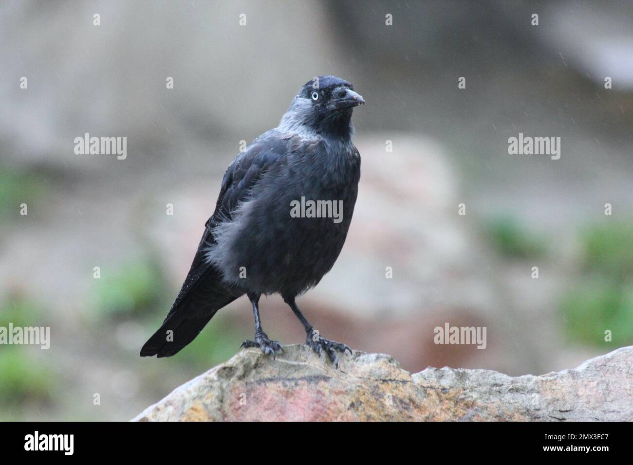 The western jackdaw (Coloeus monedula), also known as the Eurasian