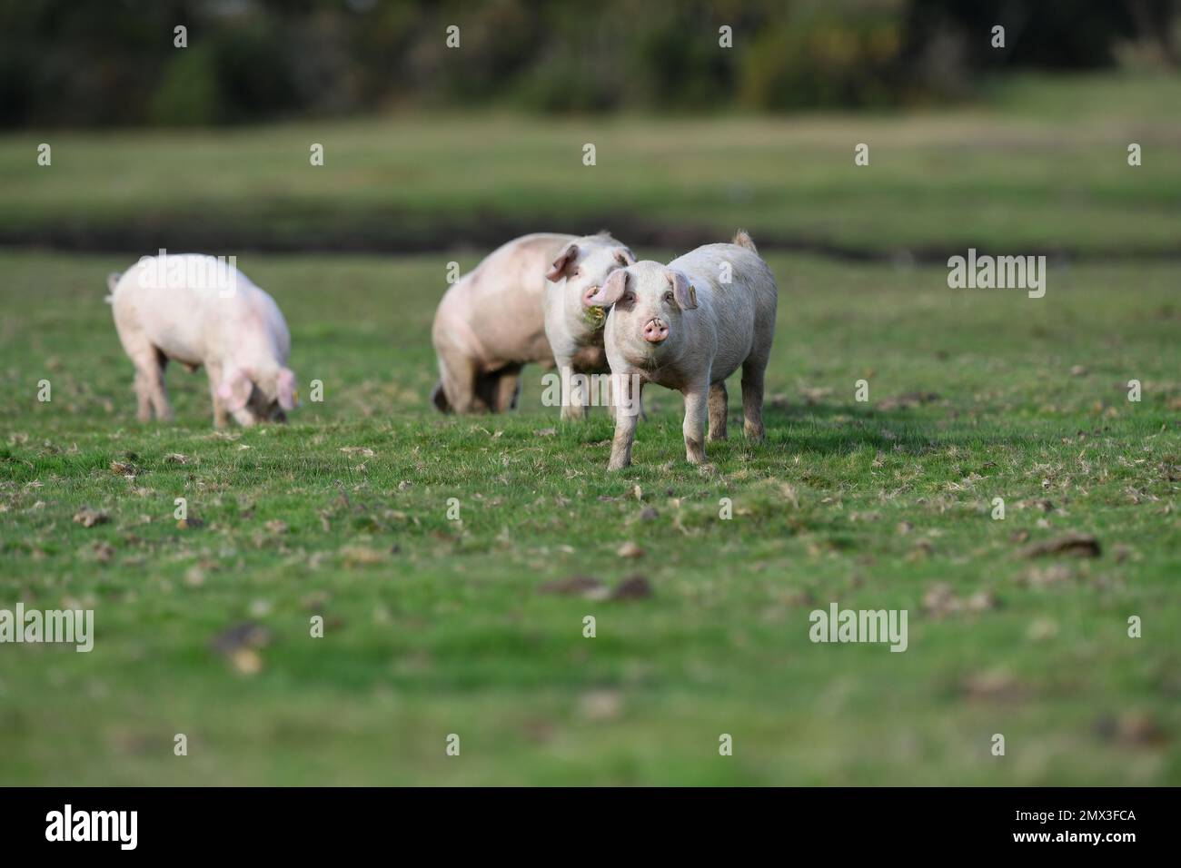 Playful piglets exploring the New Forest during pannage season. Stock Photo