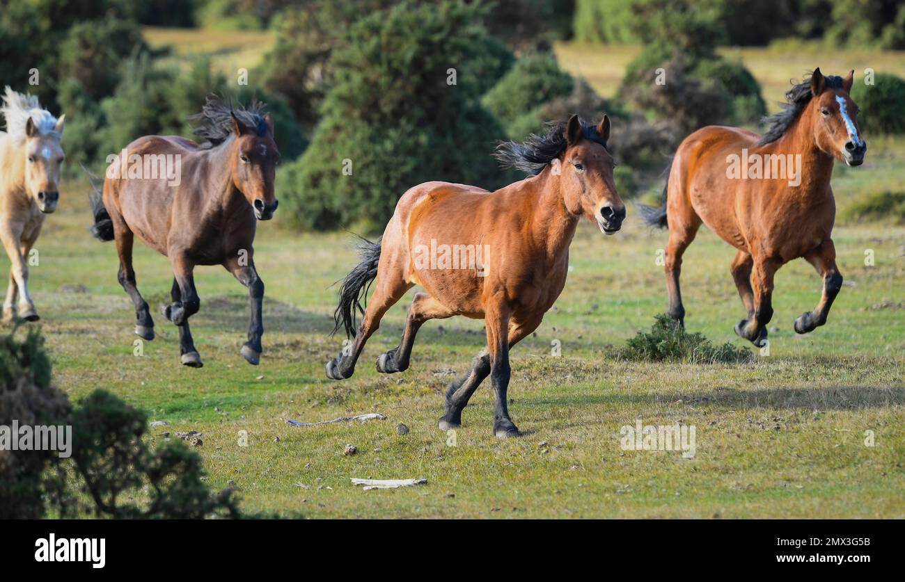 New Forest ponies running across heathland during a pony round up to separate stallions and carry out health checks in New Forest Hampshire England. Stock Photo
