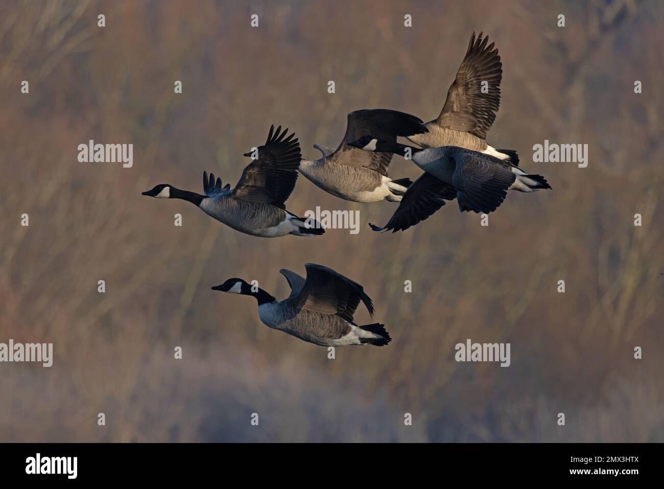 Canada goose uk migration online