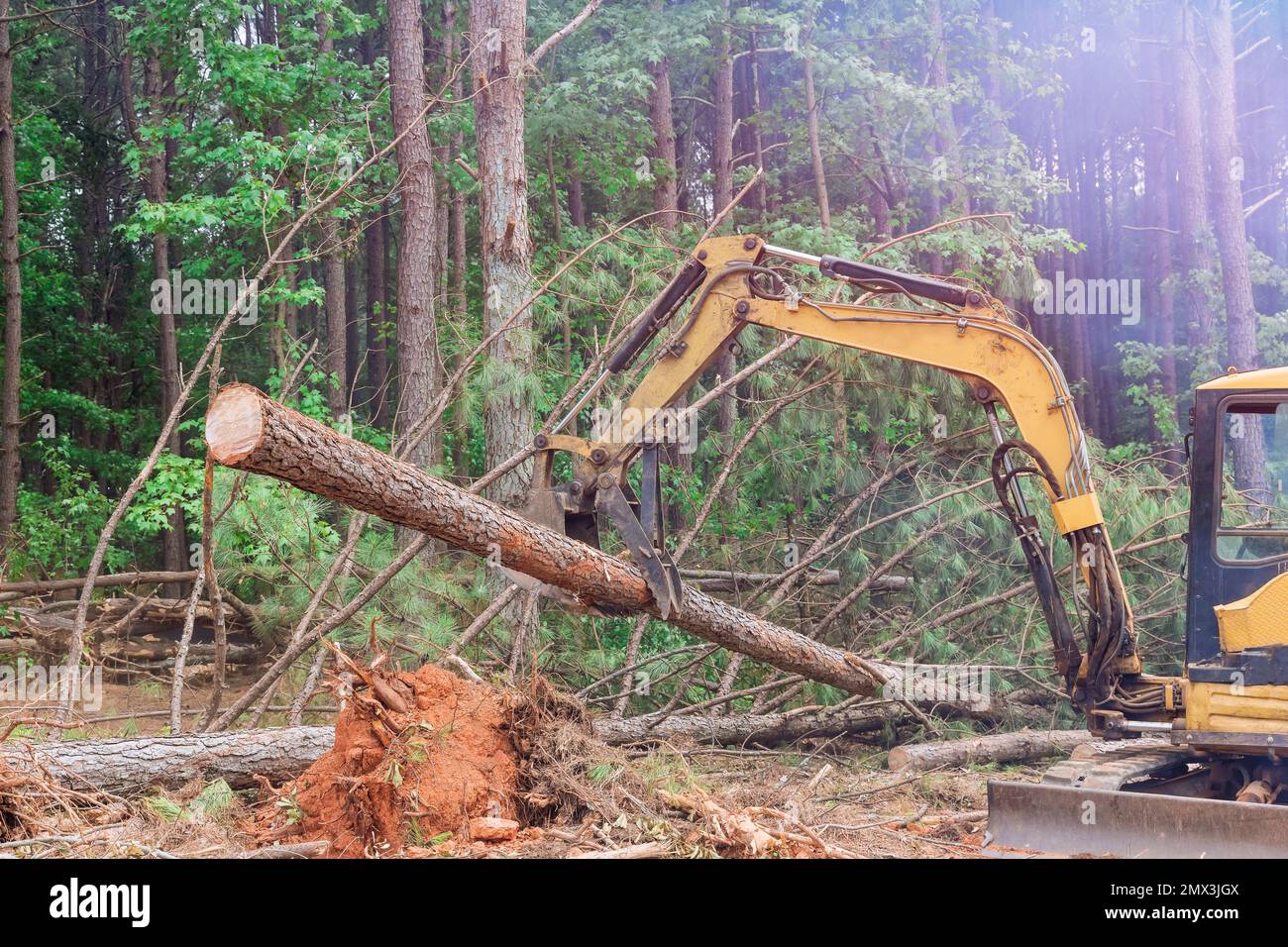 Work deforestation was conducted using tractor manipulators which uprooted trees which lifted logs to prepare land for construction of housing. Stock Photo