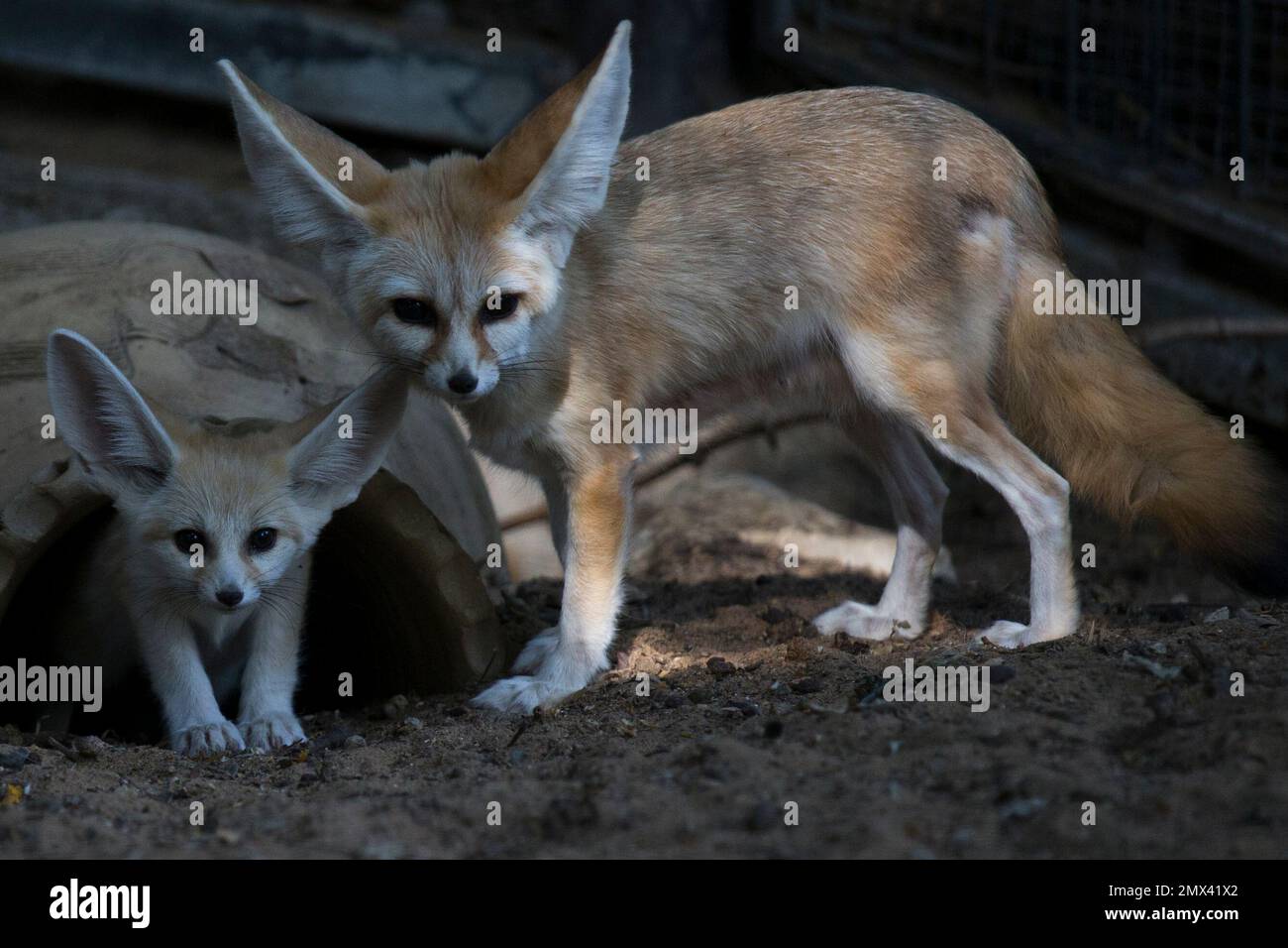 A 6-week old Fennec fox, the smallest species of foxes, and a native to