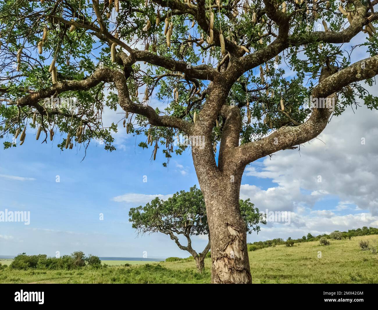 A beautiful sausage tree Kigelia africana in the savannah of Kenya in