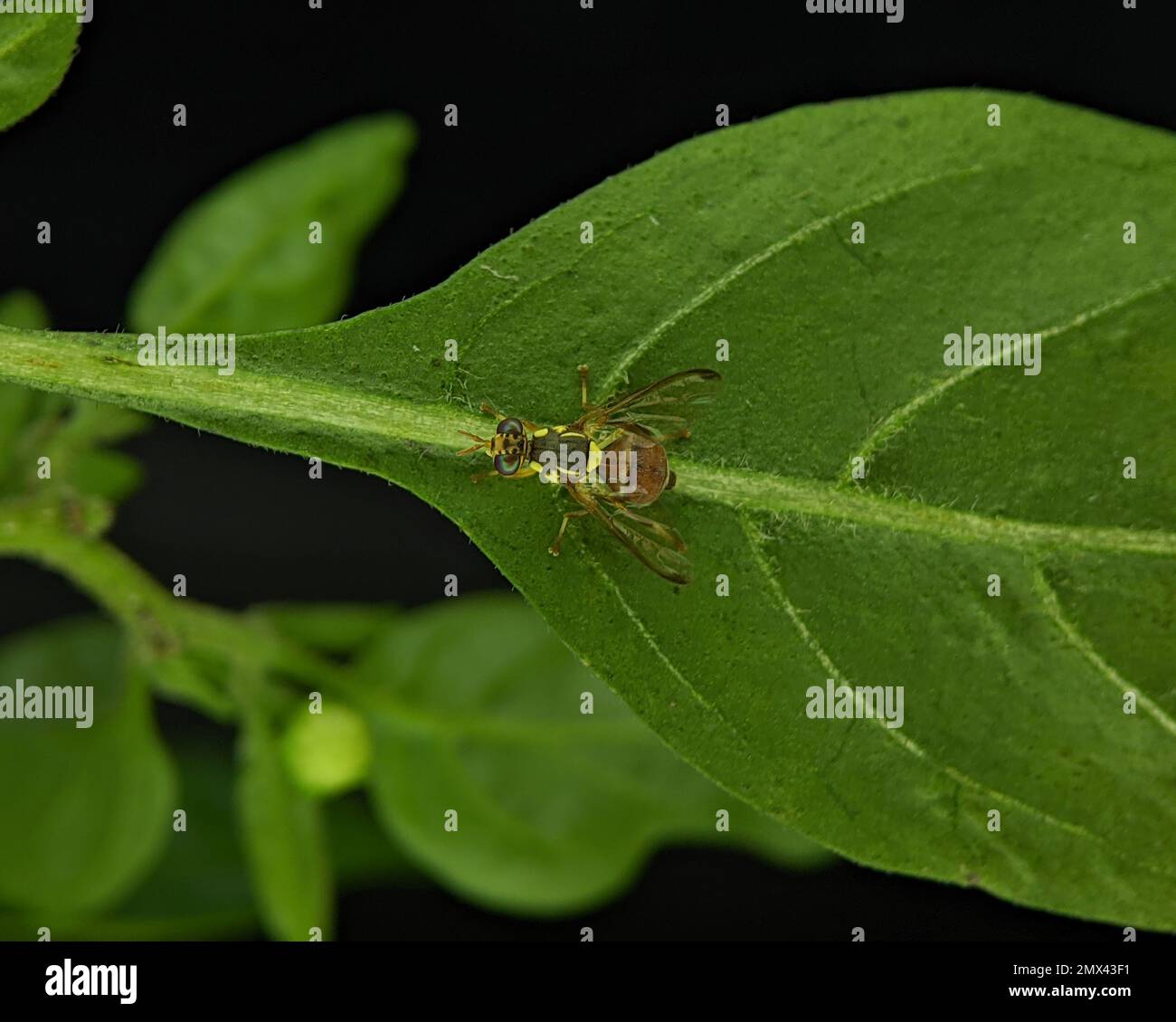 Bactrocera dorsalis, previously known as Dacus dorsalis and commonly referred to as the oriental fruit fly, is a species of tephritid fruit fly that is endemic to Southeast Asia. Stock Photo