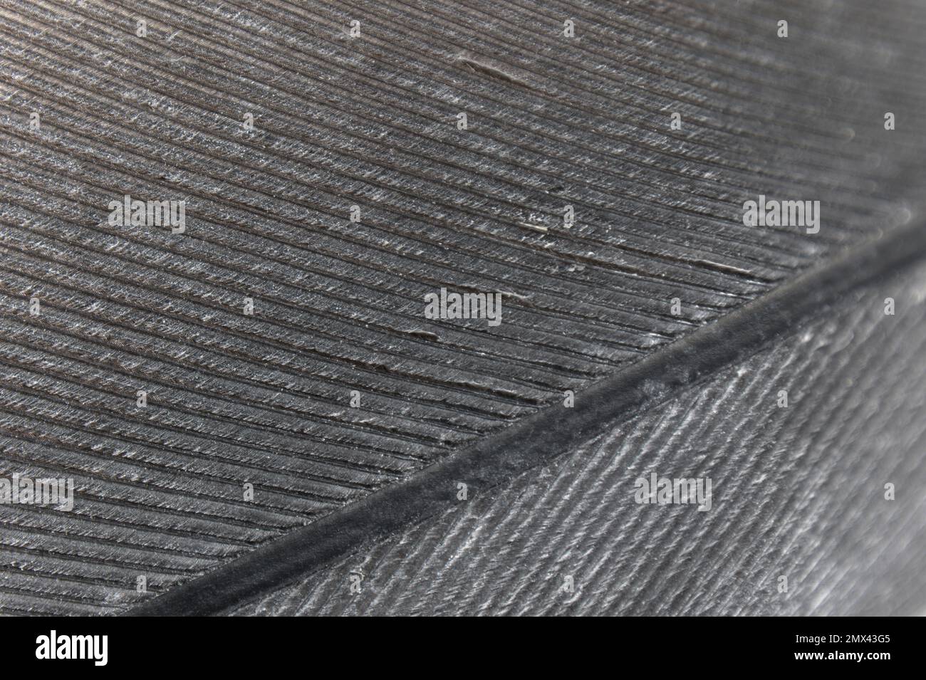 Image-filling macro shot of a part of the feather of a gray parrot. High magnification Stock Photo