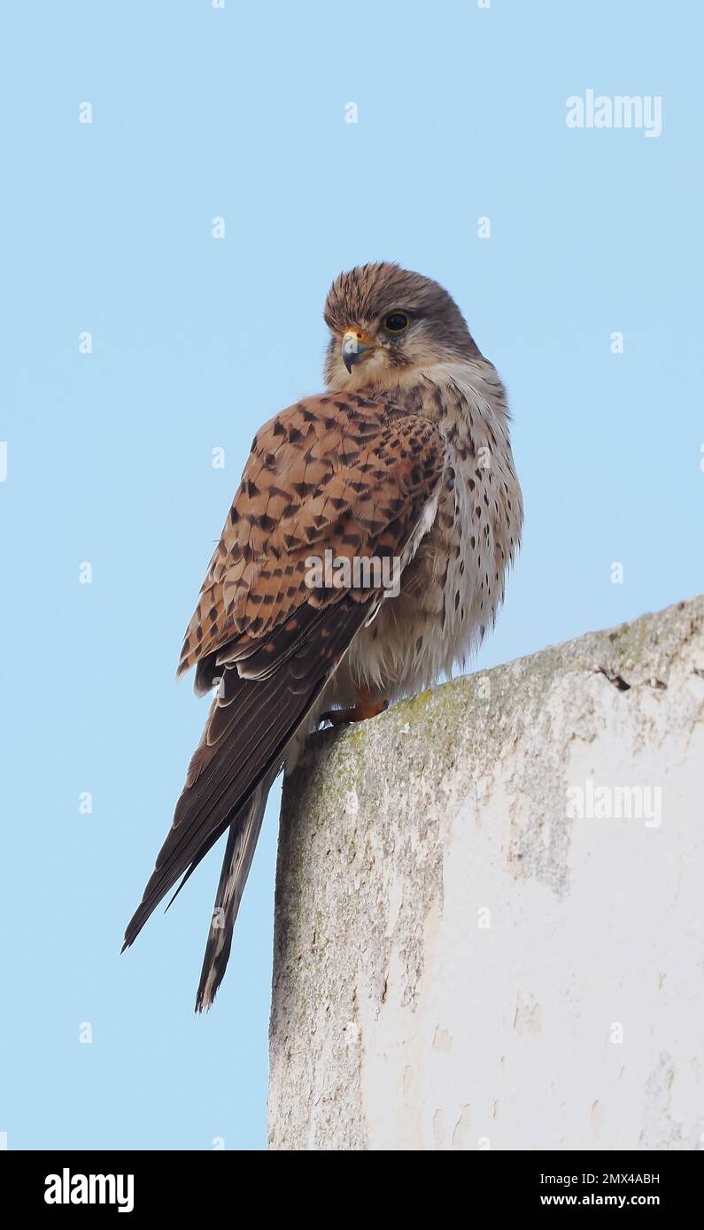 This kestrel allowed my car to approach it without taking flight whilst it watched and stretched. Stock Photo