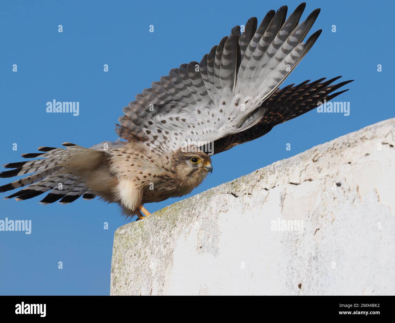 This kestrel allowed my car to approach it without taking flight whilst it watched and stretched. Stock Photo