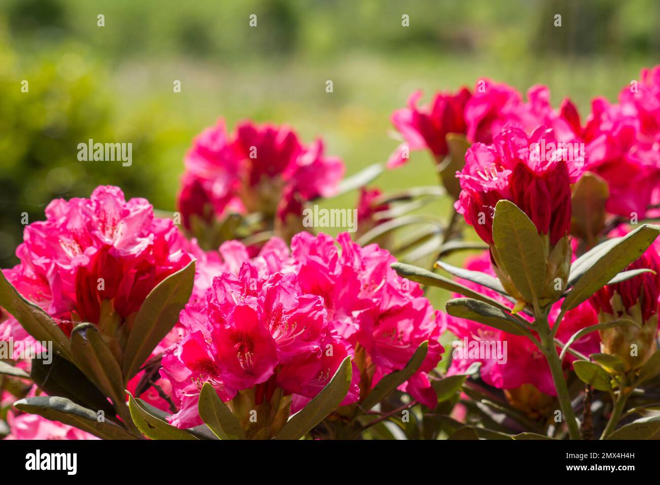 rhododendron flowers in a garden - springtime Stock Photo - Alamy