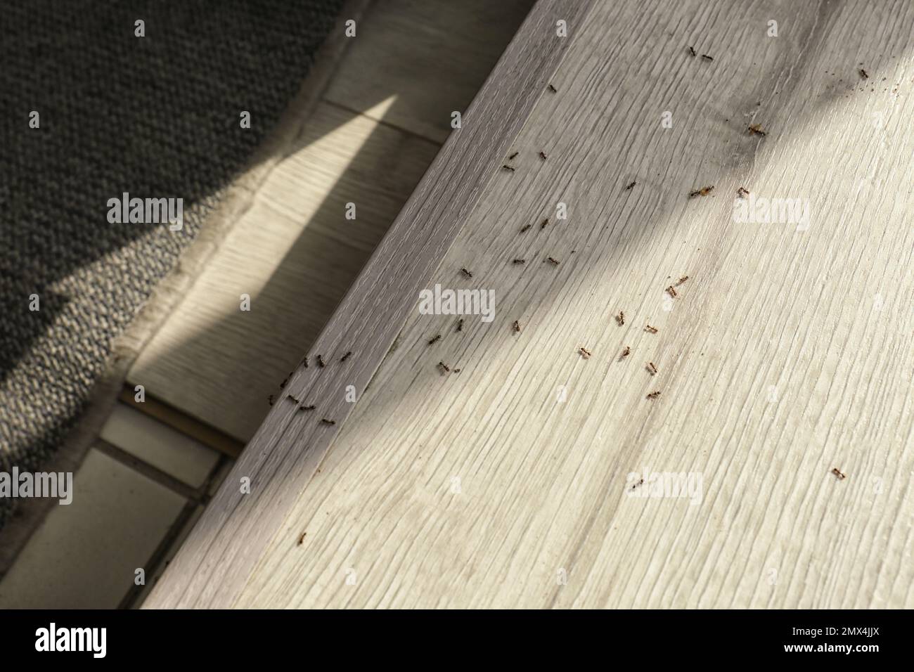 Parasite ants hires stock photography and images Alamy