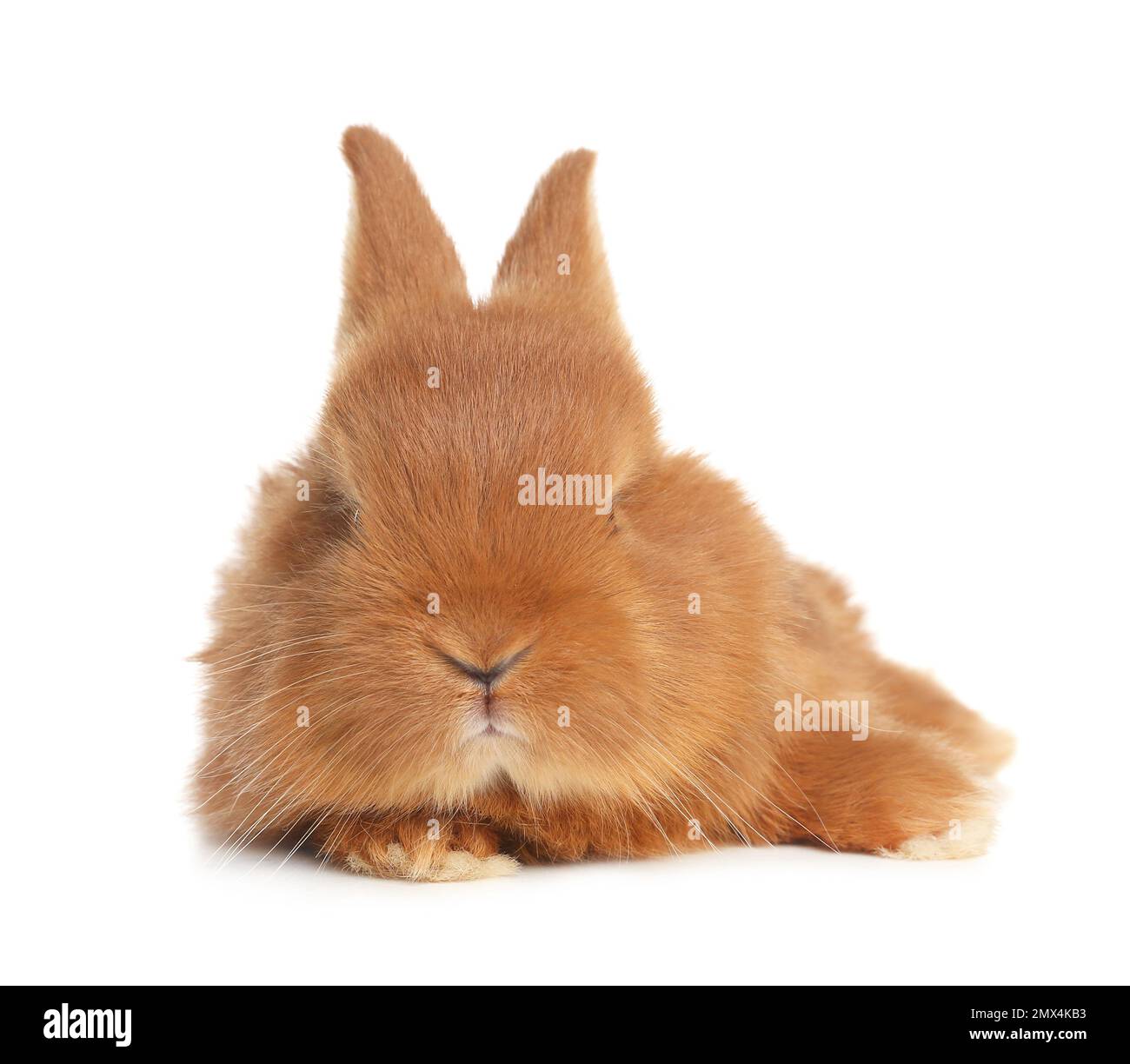 Adorable fluffy bunny isolated on white. Easter symbol Stock Photo - Alamy