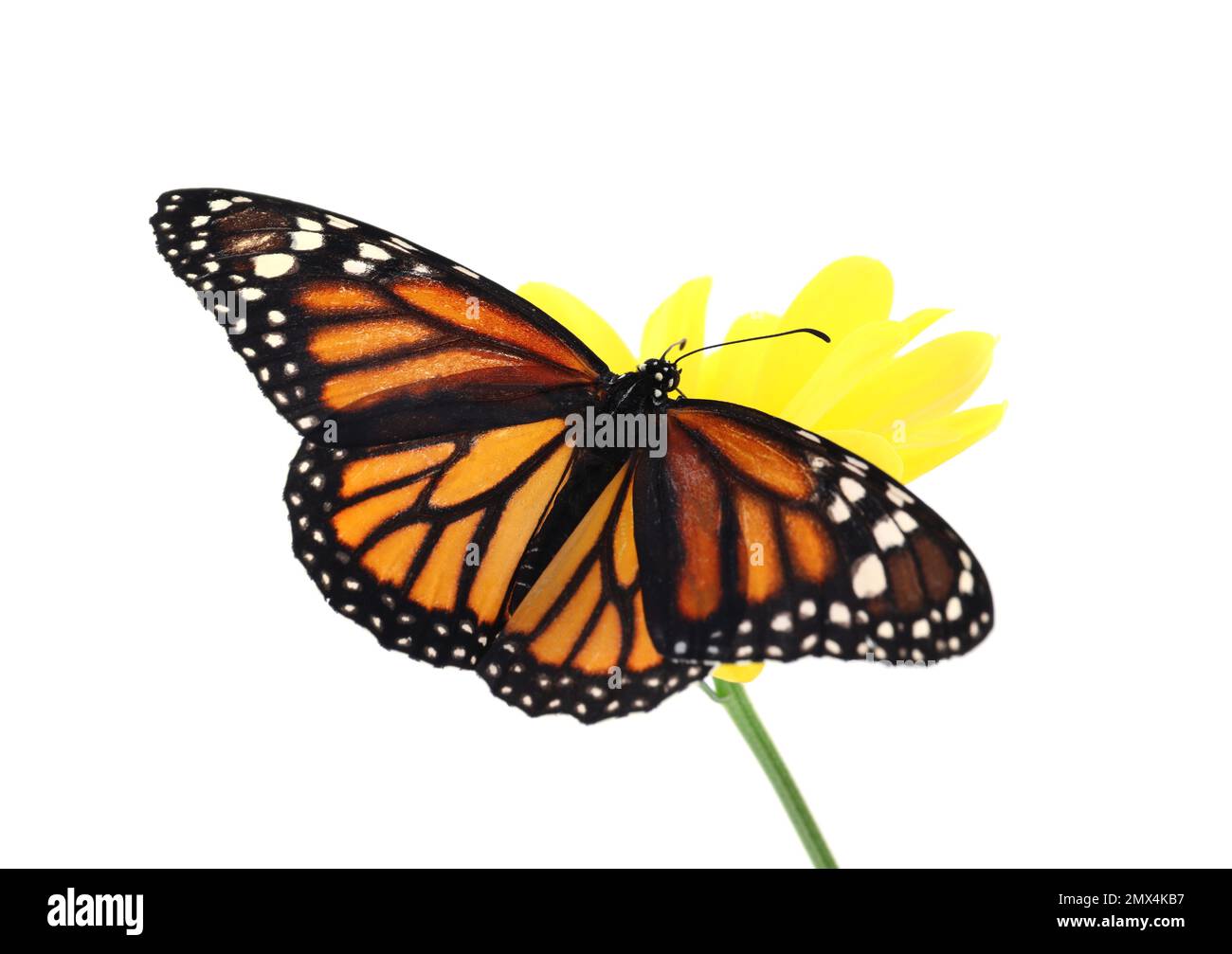 Flower with beautiful monarch butterfly isolated on white Stock Photo ...