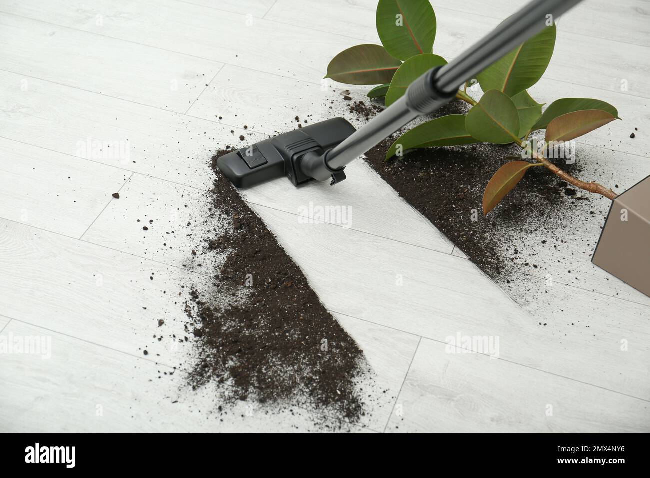 Removing soil from wooden floor with vacuum cleaner at home Stock Photo