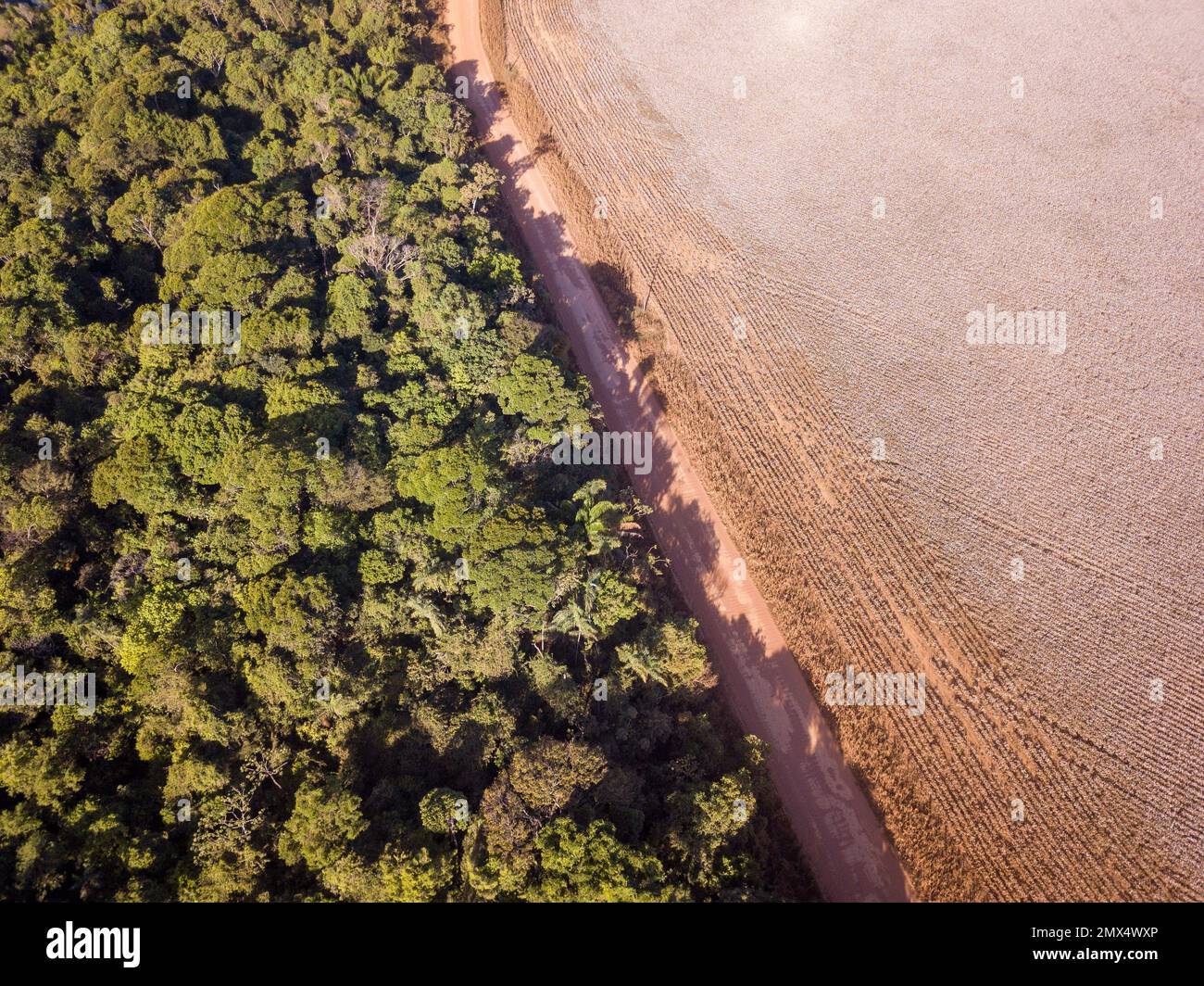Aerial view of illegal Amazon deforestation inside cotton farm. Forest trees cut to open land for agriculture field. Concept of climate change, co2. Stock Photo