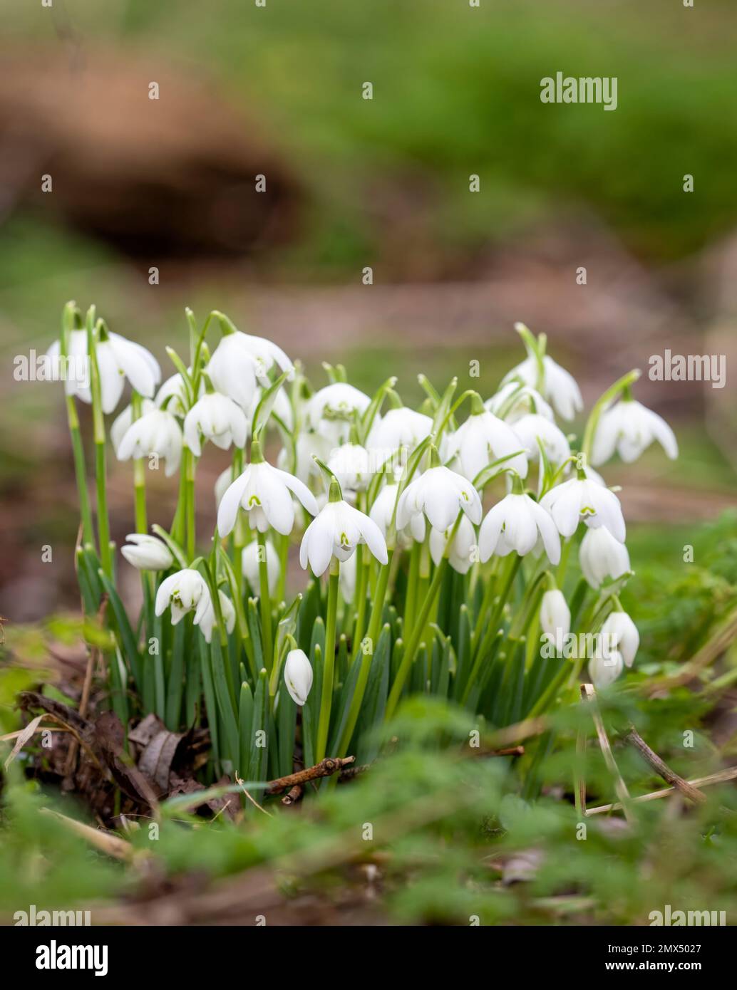 A delightful clump of Snowdrops, (Galanthus nivalis), in a woodland clearing Stock Photo