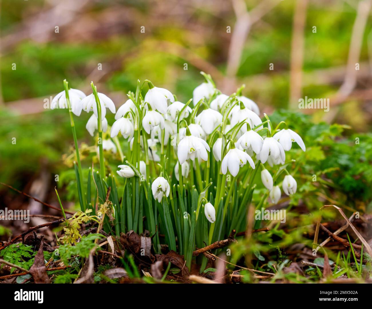 A delightful clump of Snowdrops, (Galanthus nivalis), in a woodland clearing Stock Photo