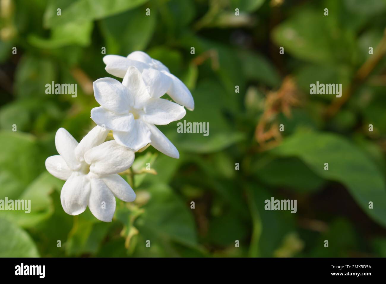 Jasmine flowers in the garden of the house. with the sun in the morning