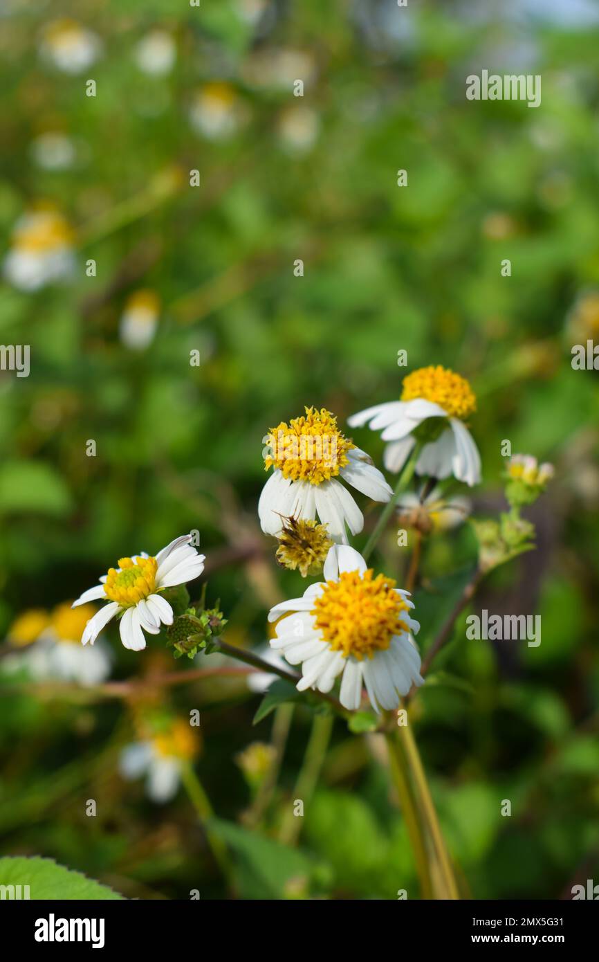 Premium Photo  Small white flowers of gypsophila with petals in field  wildflowers concept