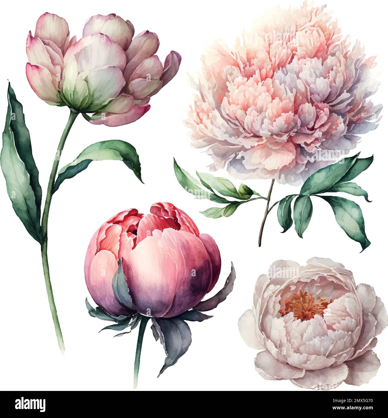 Vector stock flower illustration, Pink peony on a white background ...