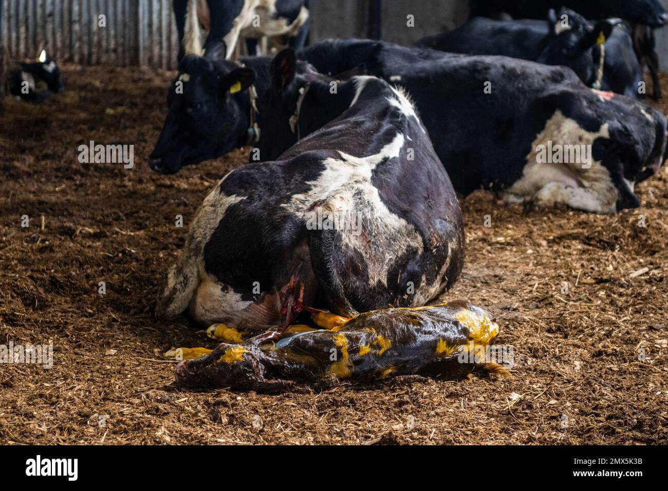 Timoleague, West Cork, Ireland. 2nd Feb, 2023. A dairy cow belonging to ...