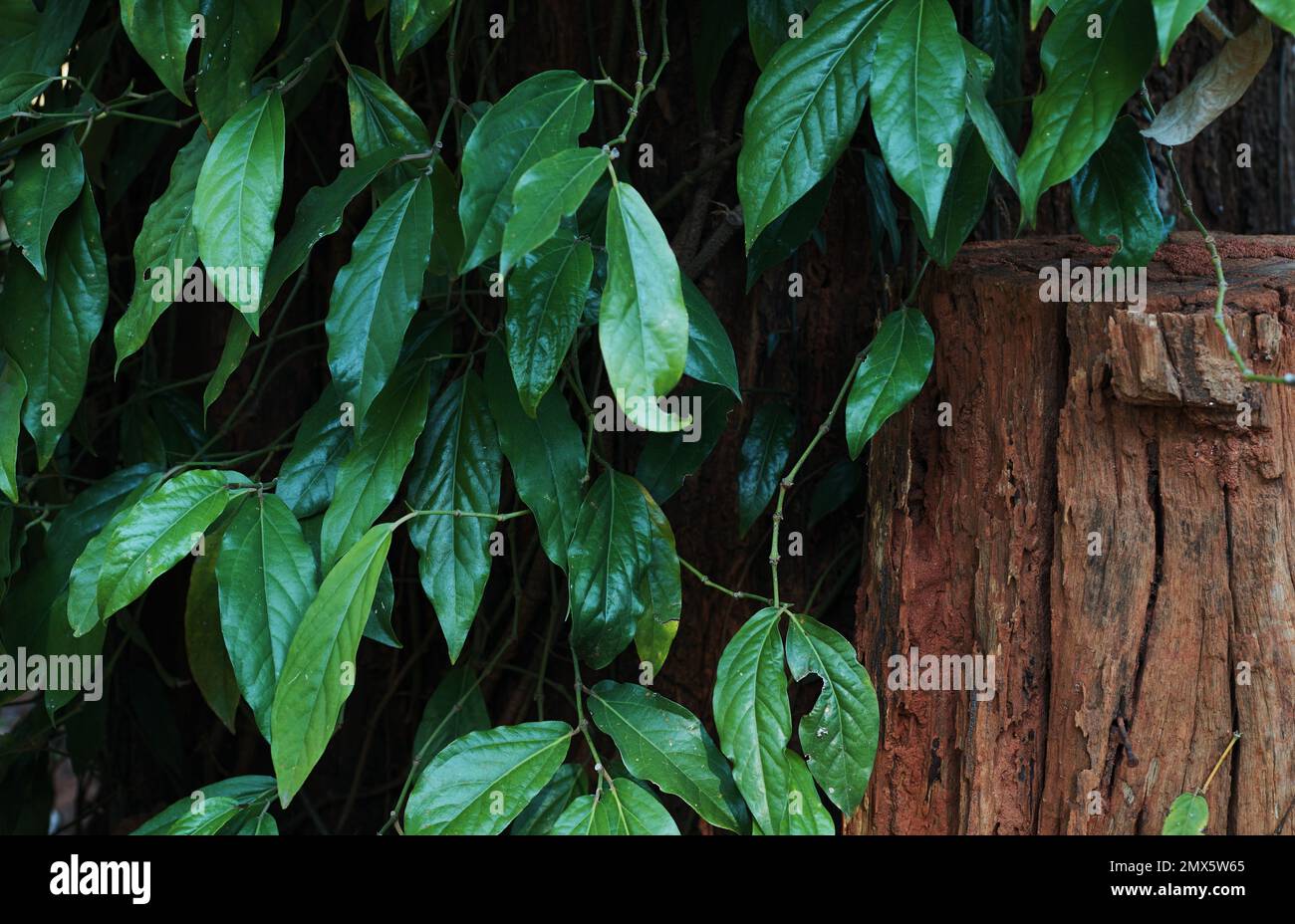 Decaying tree leaves hi-res stock photography and images - Alamy
